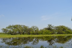 Bharatpur Bird Sanctuary