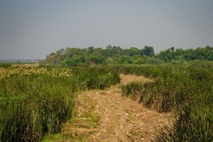 Okhla Bird Sanctuary