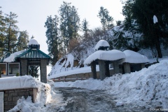 shimla-13