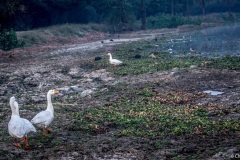 Surajpur Bird Sanctuary