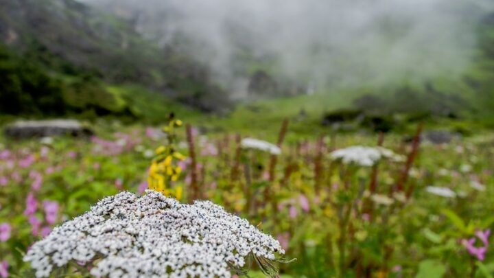 VOF – Valley of Flowers