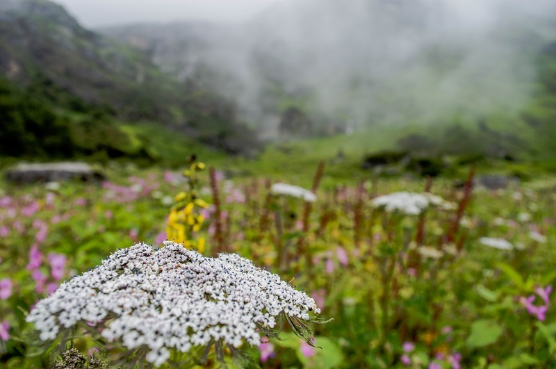 VOF – Valley of Flowers