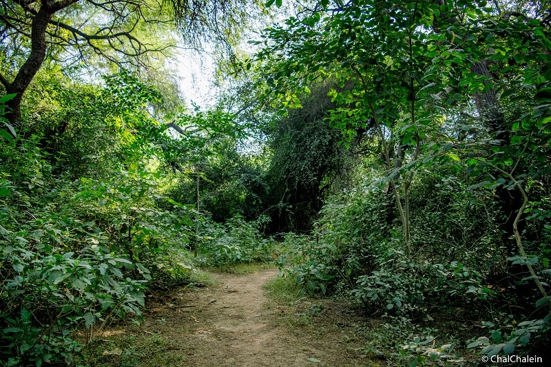 Sanjay Van – Delhi