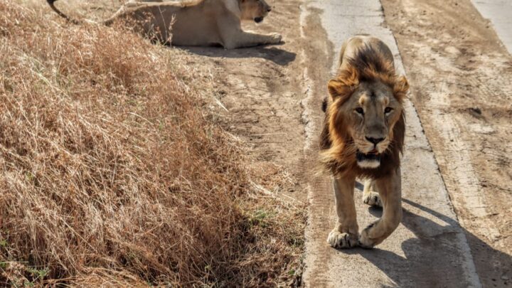 Gir National Park